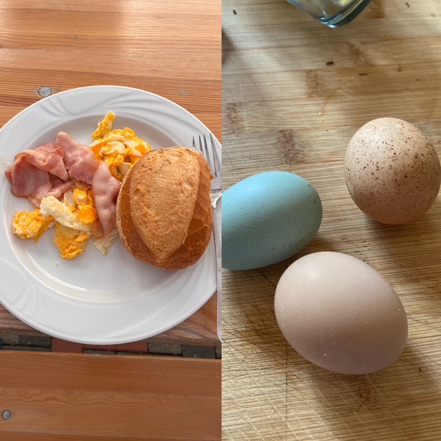 Frische Eier von Schnorry's Hühnern